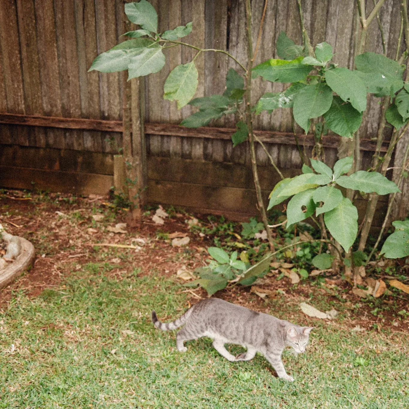 STAR RINGER T-SHIRT - WHITE - Rage Rage Rage