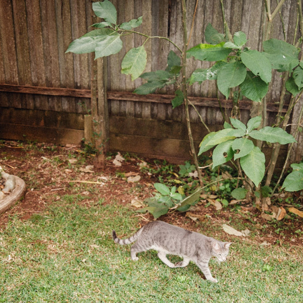 STAR RINGER T-SHIRT - WHITE